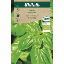 Basilikum økologisk - Genovese